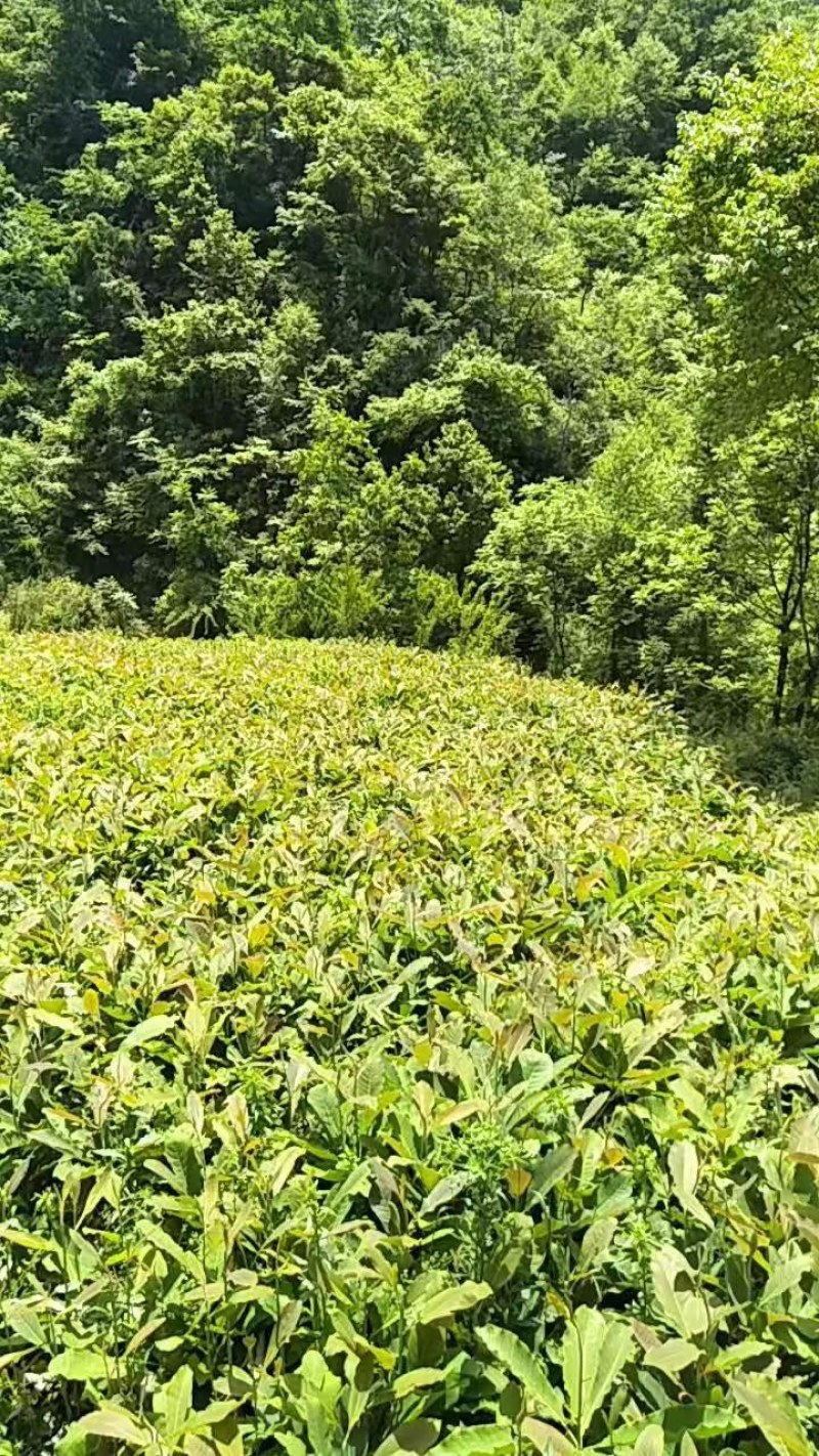厚朴一手货源各种规格大小都有你要的来联系