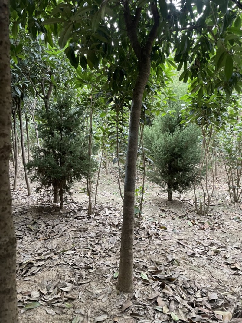 南阳桂花树，八月桂，河南桂花树
