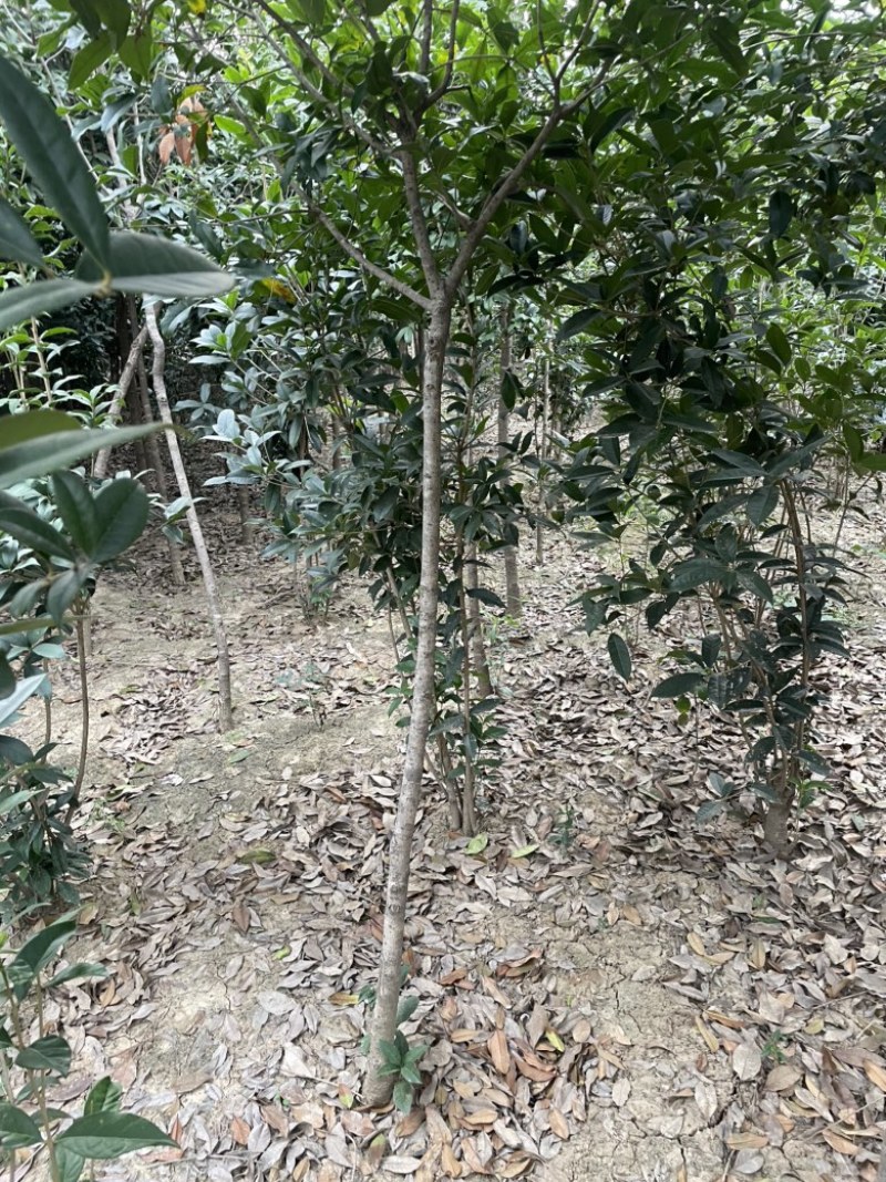 南阳桂花树，八月桂，河南桂花树