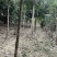 南阳桂花树，八月桂，河南桂花树