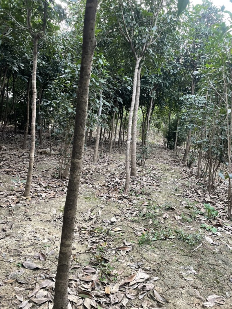 南阳桂花树，八月桂，河南桂花树