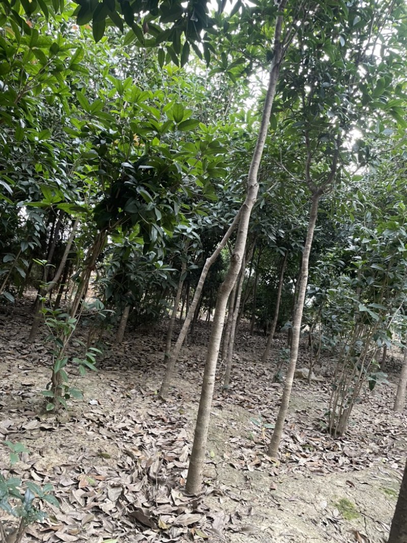 南阳桂花树，八月桂，河南桂花树