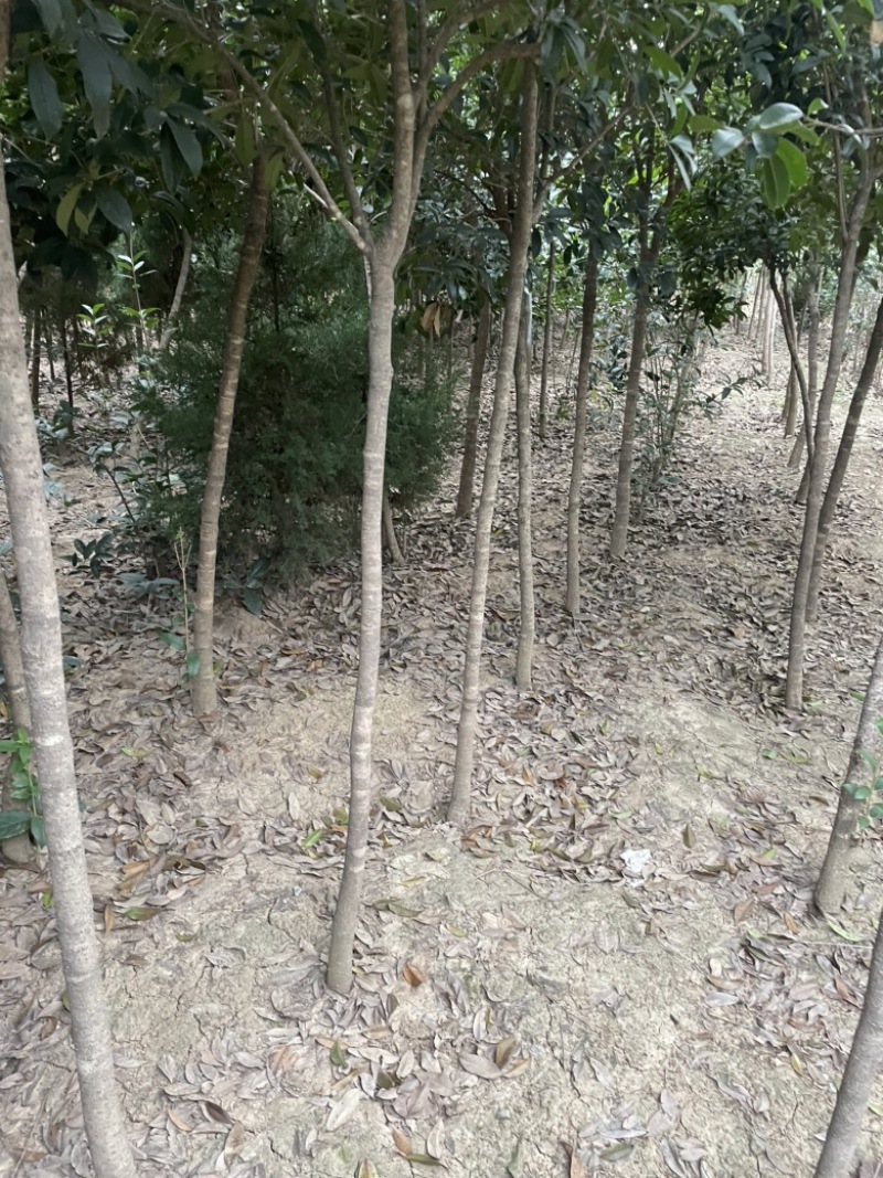 南阳桂花树，八月桂，河南桂花树