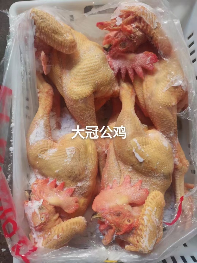 大冠公鸡