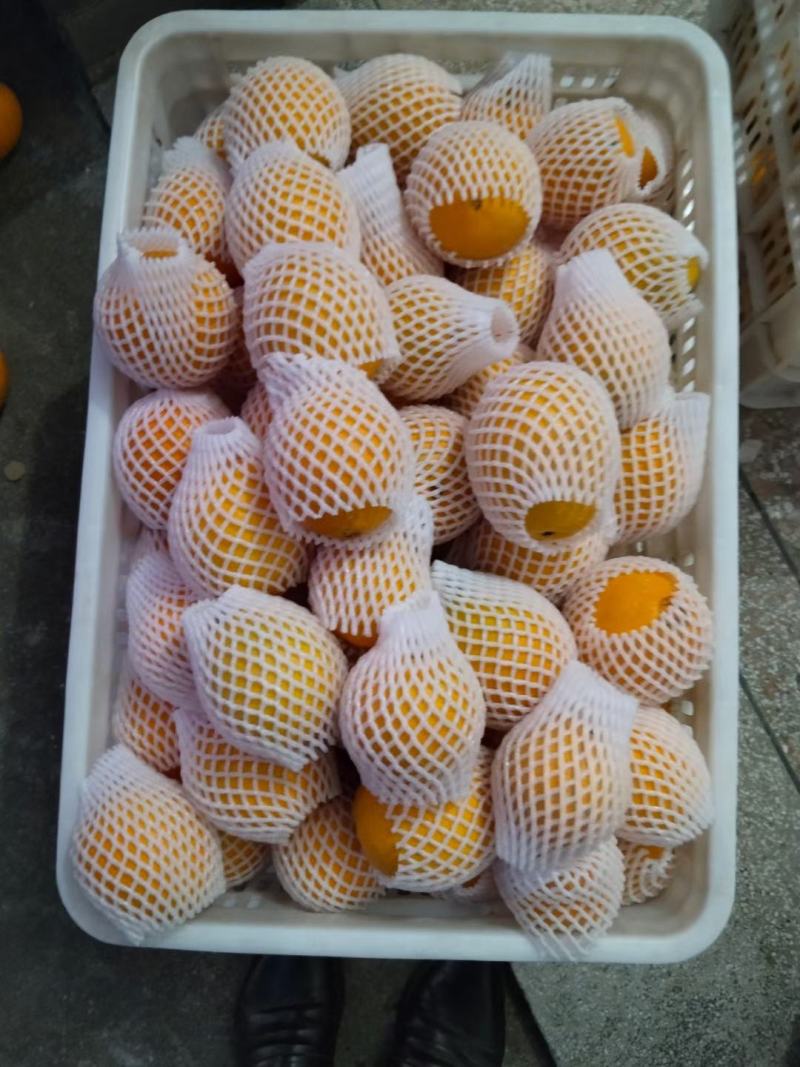 江西赣南脐橙