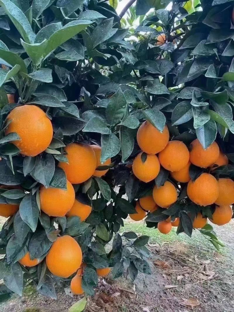江西赣南脐橙