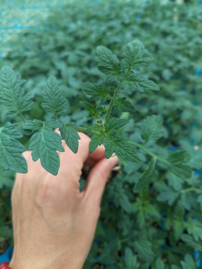 大红番茄苗耐运输石头果产量高基地直发寿光种苗