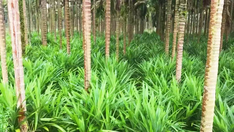 海南斑斓（香露兜叶），糕点原料，冰激凌原料。