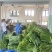 海南斑斓（香露兜叶），糕点原料，冰激凌原料。