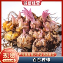 百合花种球进口带芽多头发货香水百合包品种包颜色对版