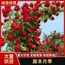 藤本月季爬藤月季大花爬藤月季蓝色阴雪大游行夏洛特