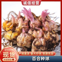 百合种球带牙发货包邮包成活包颜色优质进口