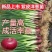 小党精品紫红黄洋葱苗品质有保障成活率99%需要栽植请联系