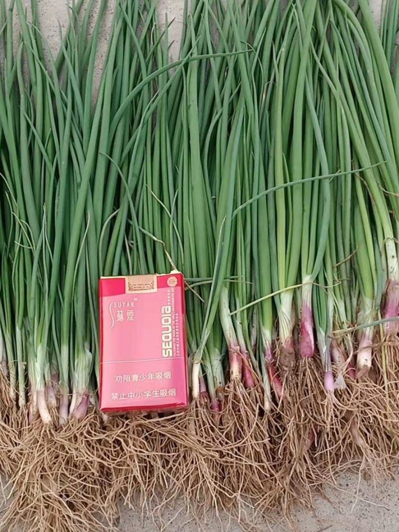 小党精品紫红黄洋葱苗品质有保障成活率99%需要栽植请联系