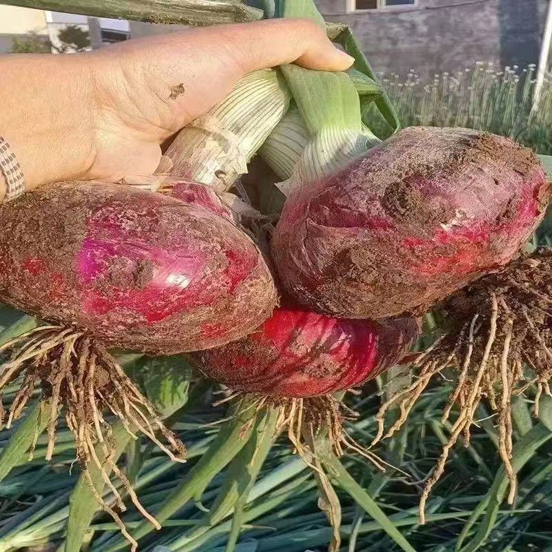 小党精品紫红黄洋葱苗品质有保障成活率99%需要栽植请联系