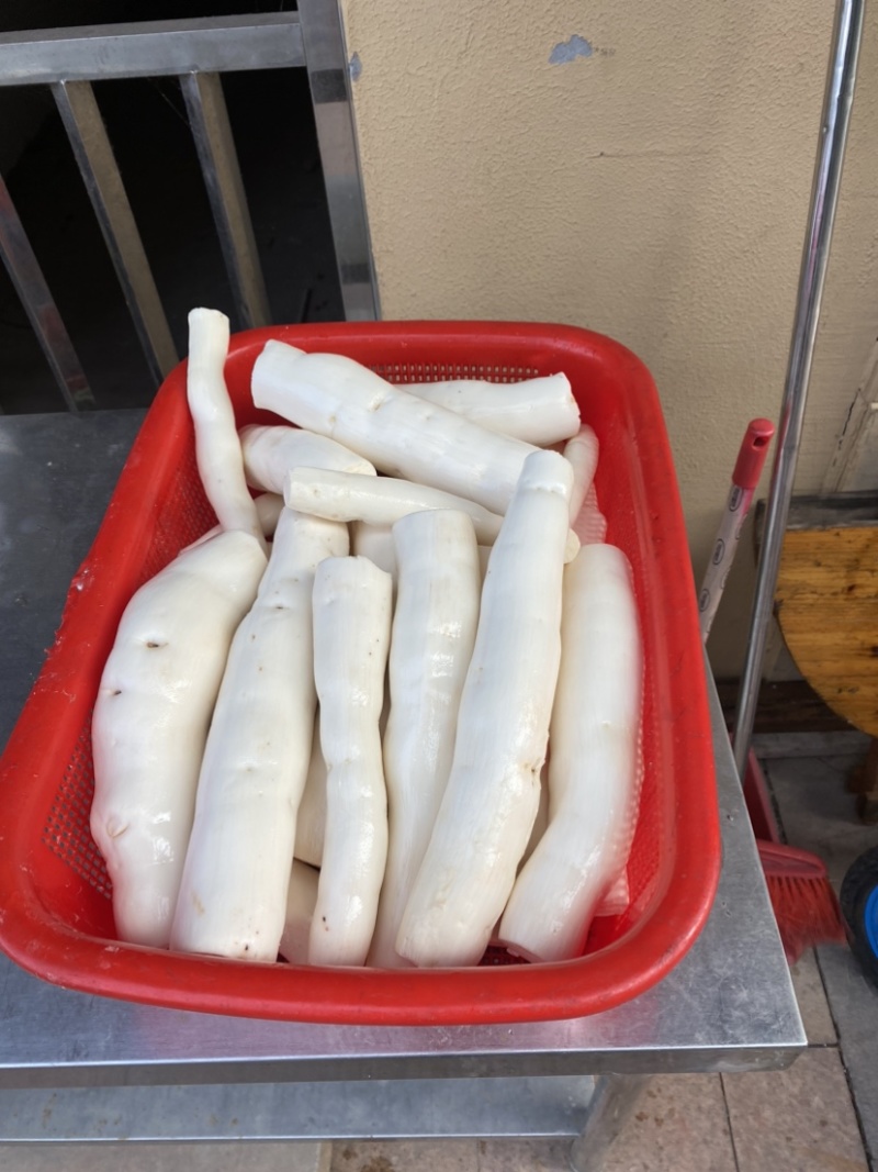 食用木薯