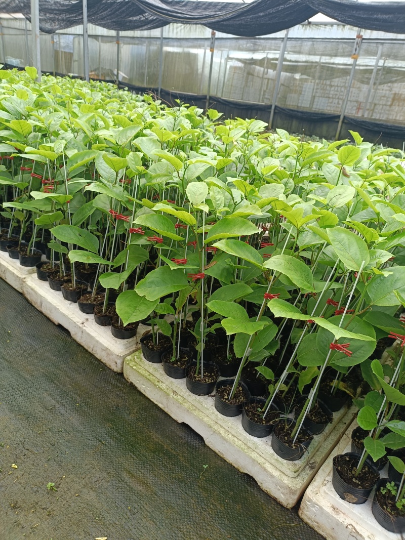 百香果苗当年挂果/24小时内发货种植指导/死苗断苗补发