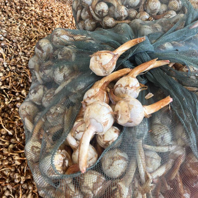 云南冬季精品新苗茨菇大量上市产地直销欢迎来电
