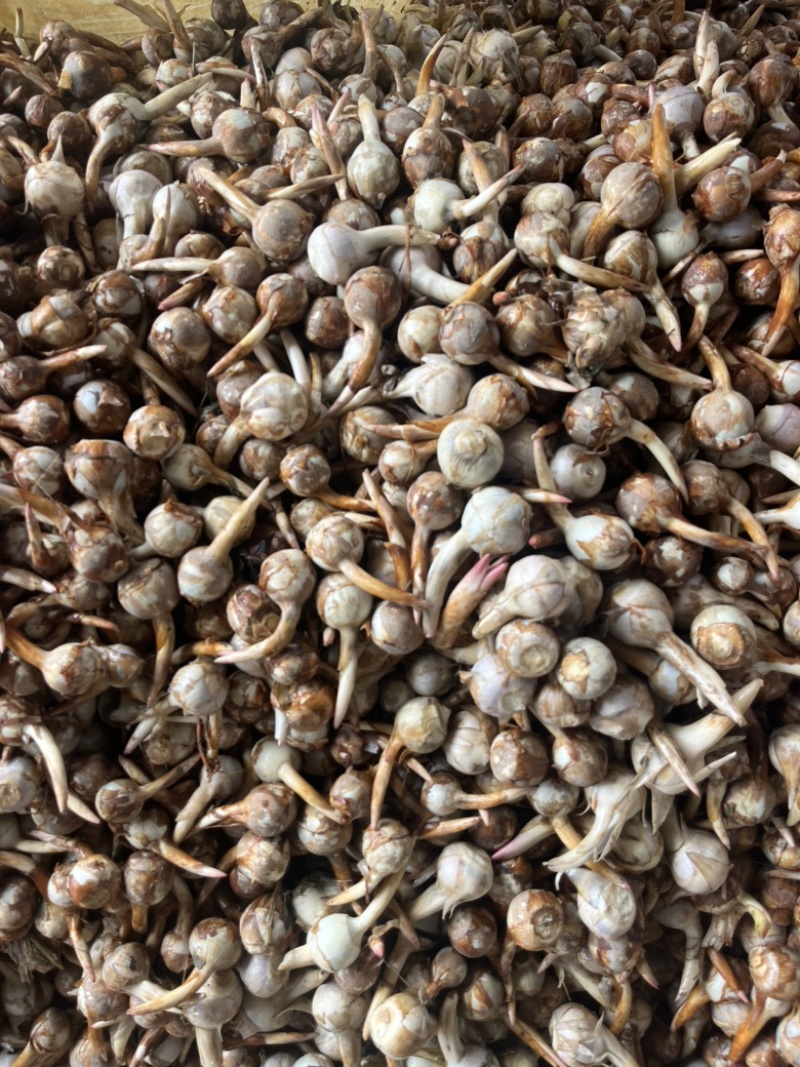云南冬季精品新苗茨菇大量上市产地直销欢迎来电