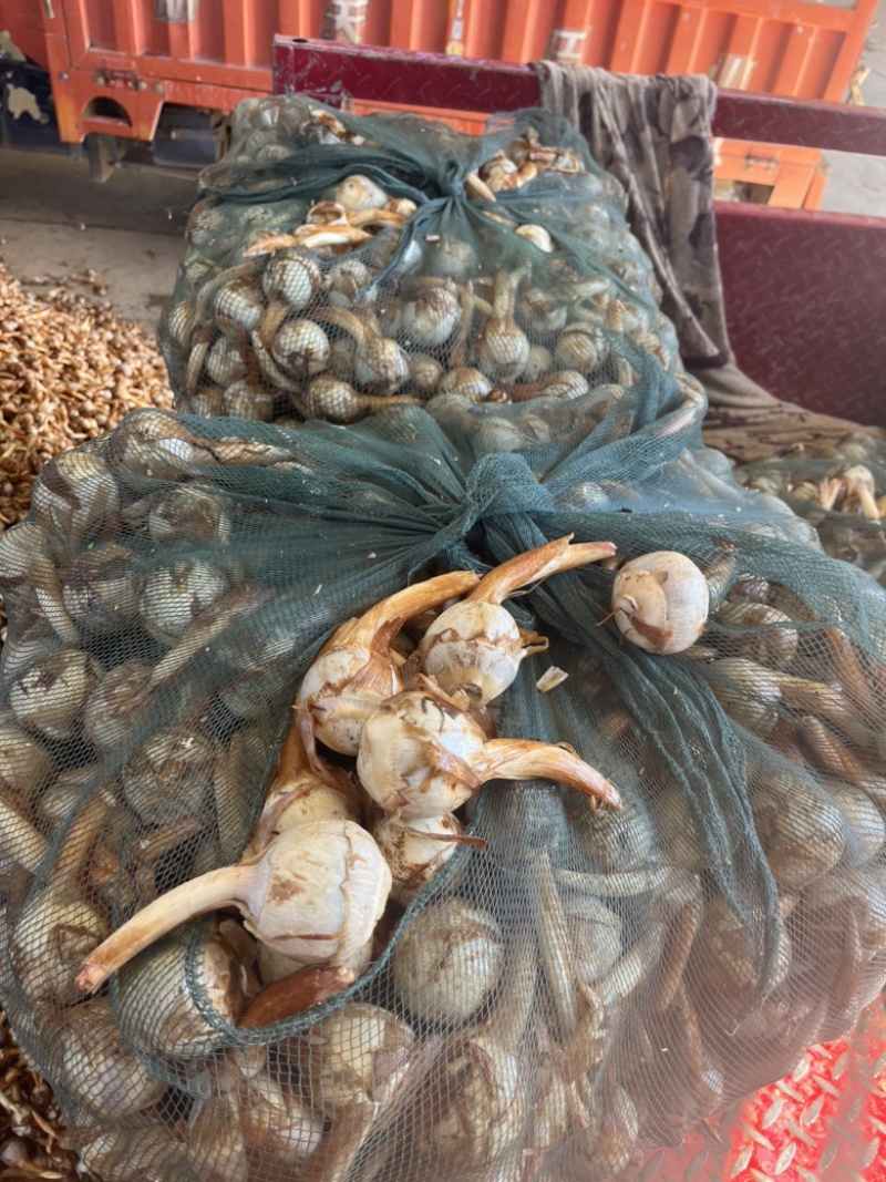 云南冬季精品新苗茨菇大量上市产地直销欢迎来电