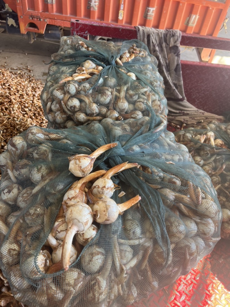 云南冬季精品新苗茨菇大量上市产地直销欢迎来电