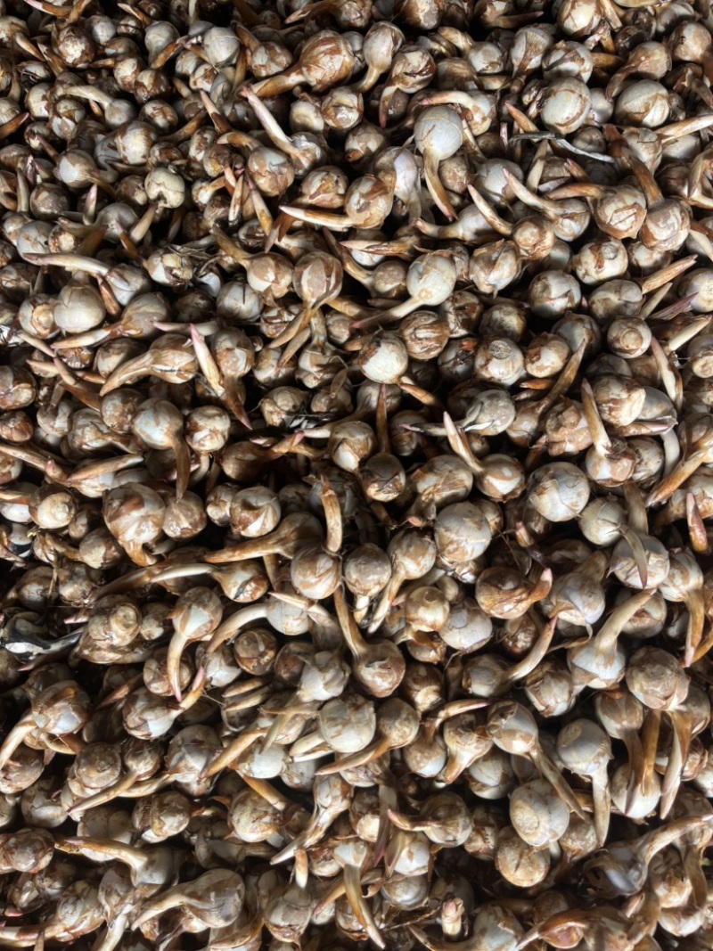 云南冬季精品新苗茨菇大量上市产地直销欢迎来电