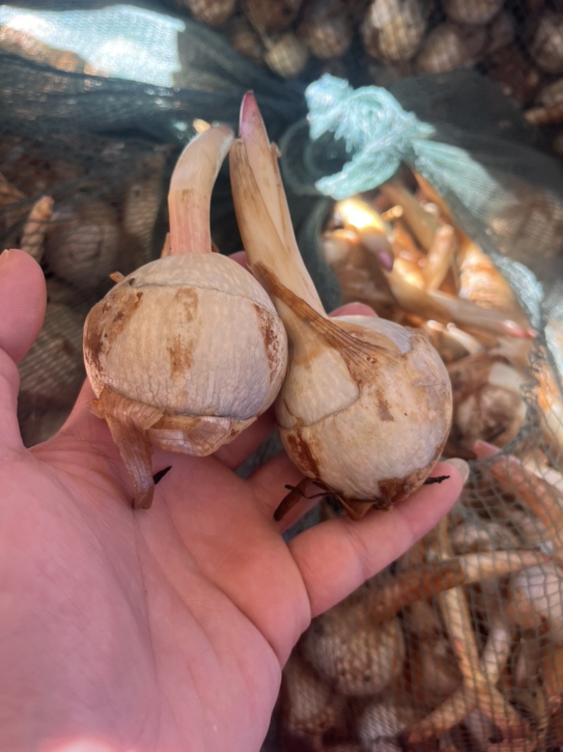 云南冬季精品新苗茨菇大量上市产地直销欢迎来电