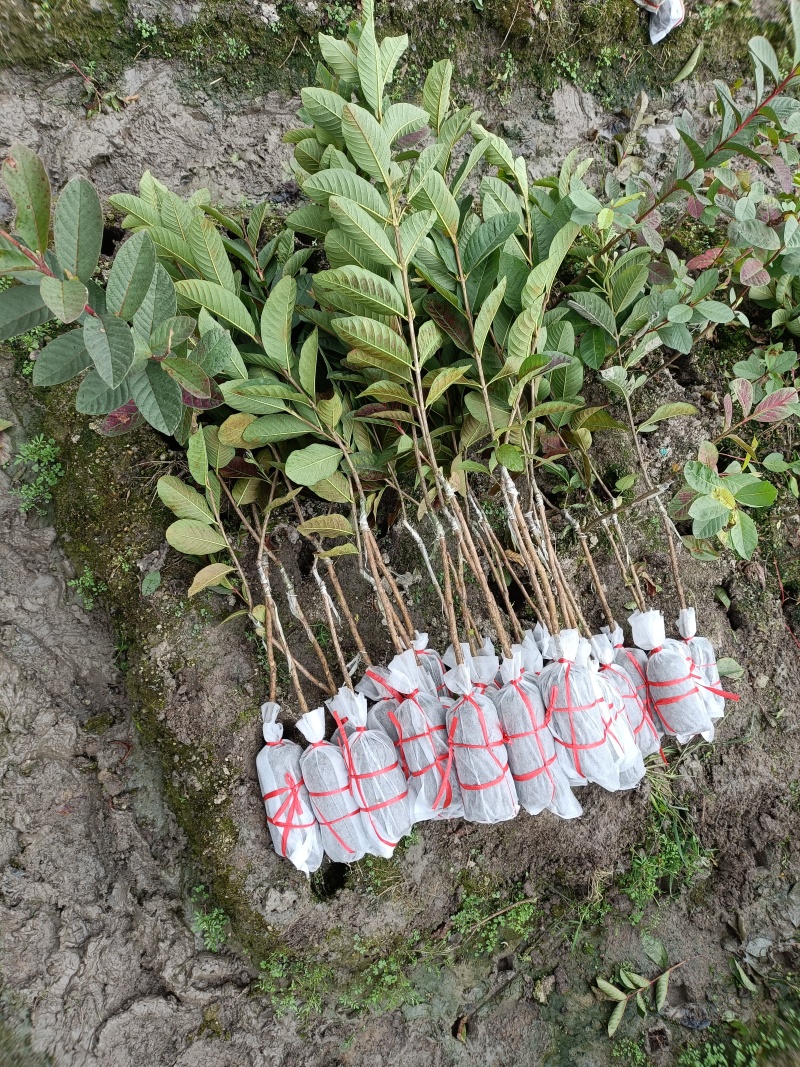 四季番石榴苗基地直供/包成活率技术指导/死苗断苗免费补发
