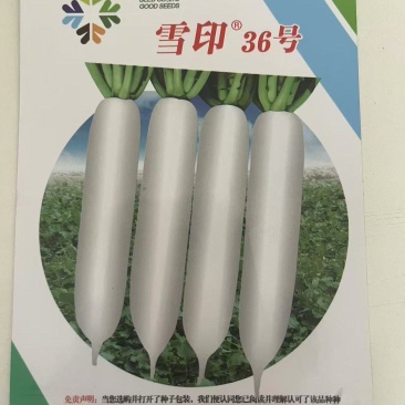 雪印36号白萝卜种子
