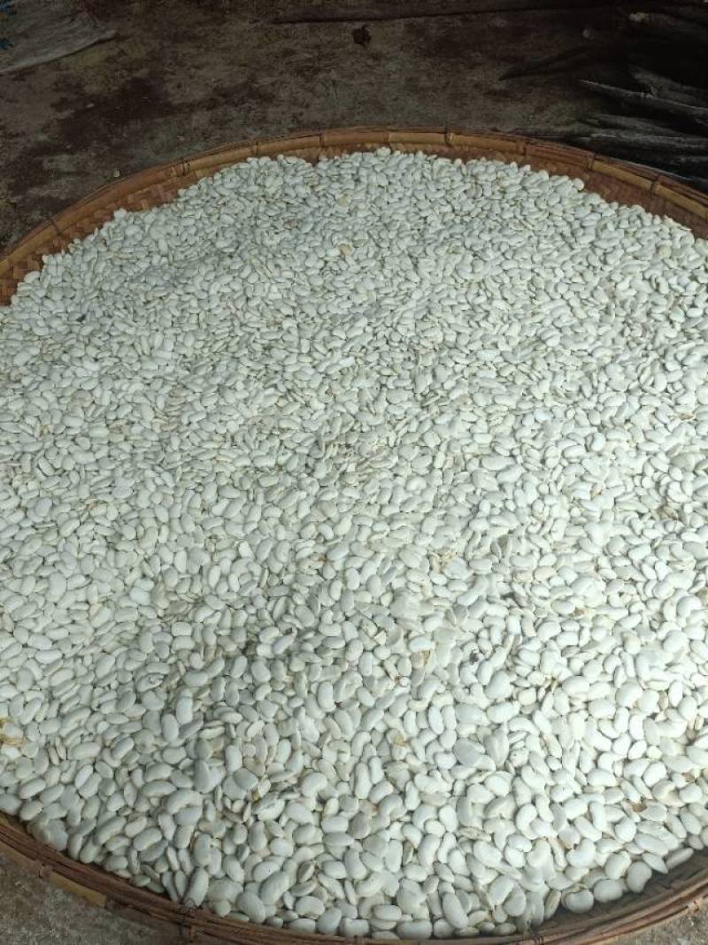 云南白芸豆产地一手货源量大从优欢迎实地考察