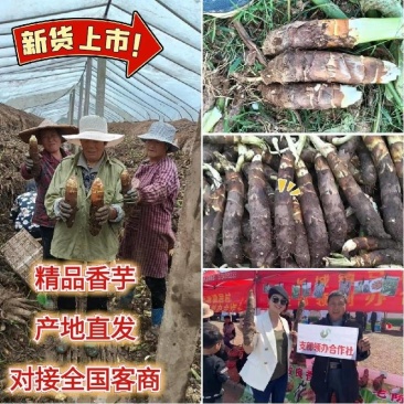 山东香芋软糯香甜产地直发对接全国市场电商
