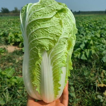 大娃娃菜【陕西娃娃菜】诚信经营，客户至上！支持视频看货
