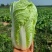 大娃娃菜【陕西娃娃菜】诚信经营，客户至上！支持视频看货