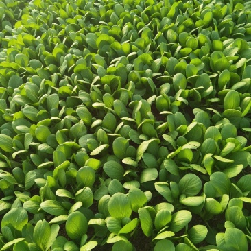 专业种植精品上海青杭白菜太湖菜货量充足，微信