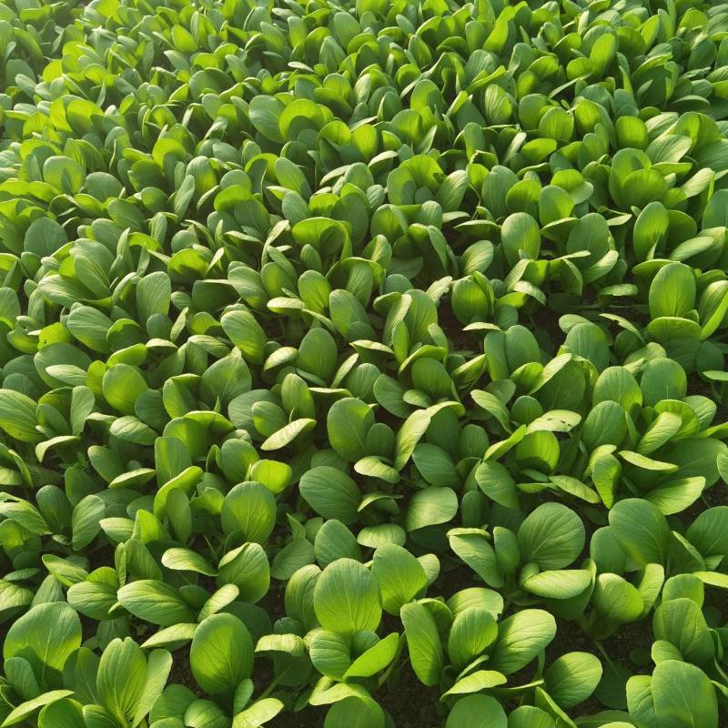 专业种植精品上海青杭白菜太湖菜货量充足，微信