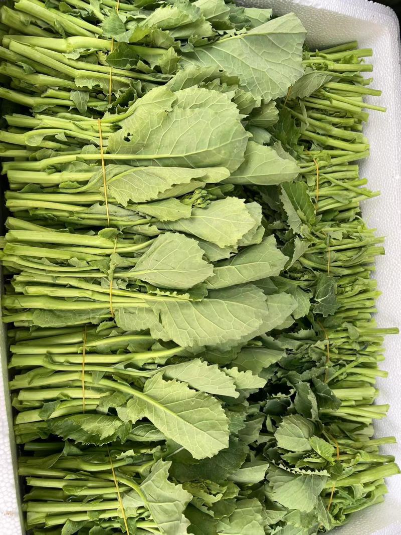 狮山油菜苔有机种植对接全国品质保证欢迎咨询