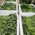 狮山油菜苔有机种植对接全国品质保证欢迎咨询