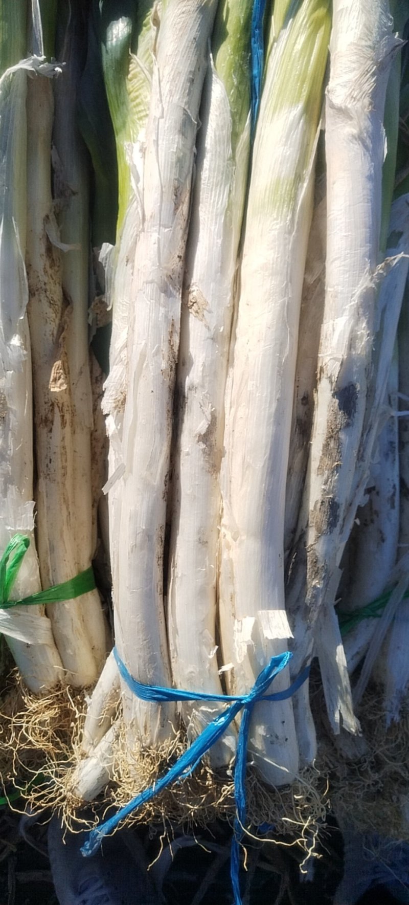 山东潍坊安丘是供应优质长白大葱梧桐葱