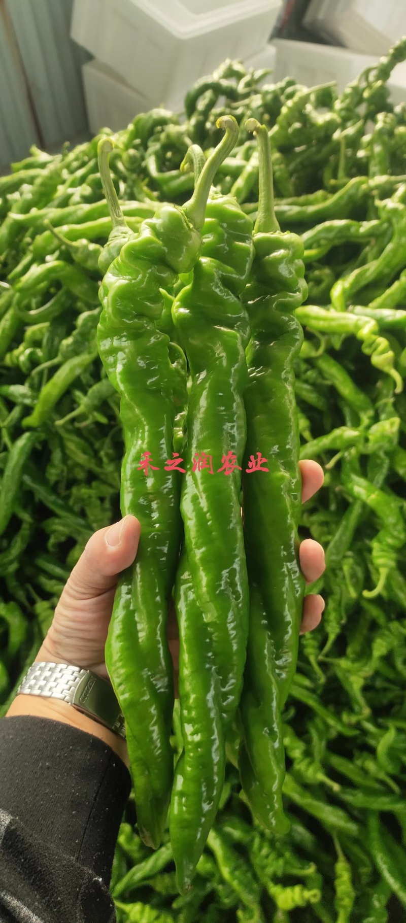 螺丝椒苗辣椒苗尖椒苗薄皮椒苗线椒苗耐高温抗病毒高产