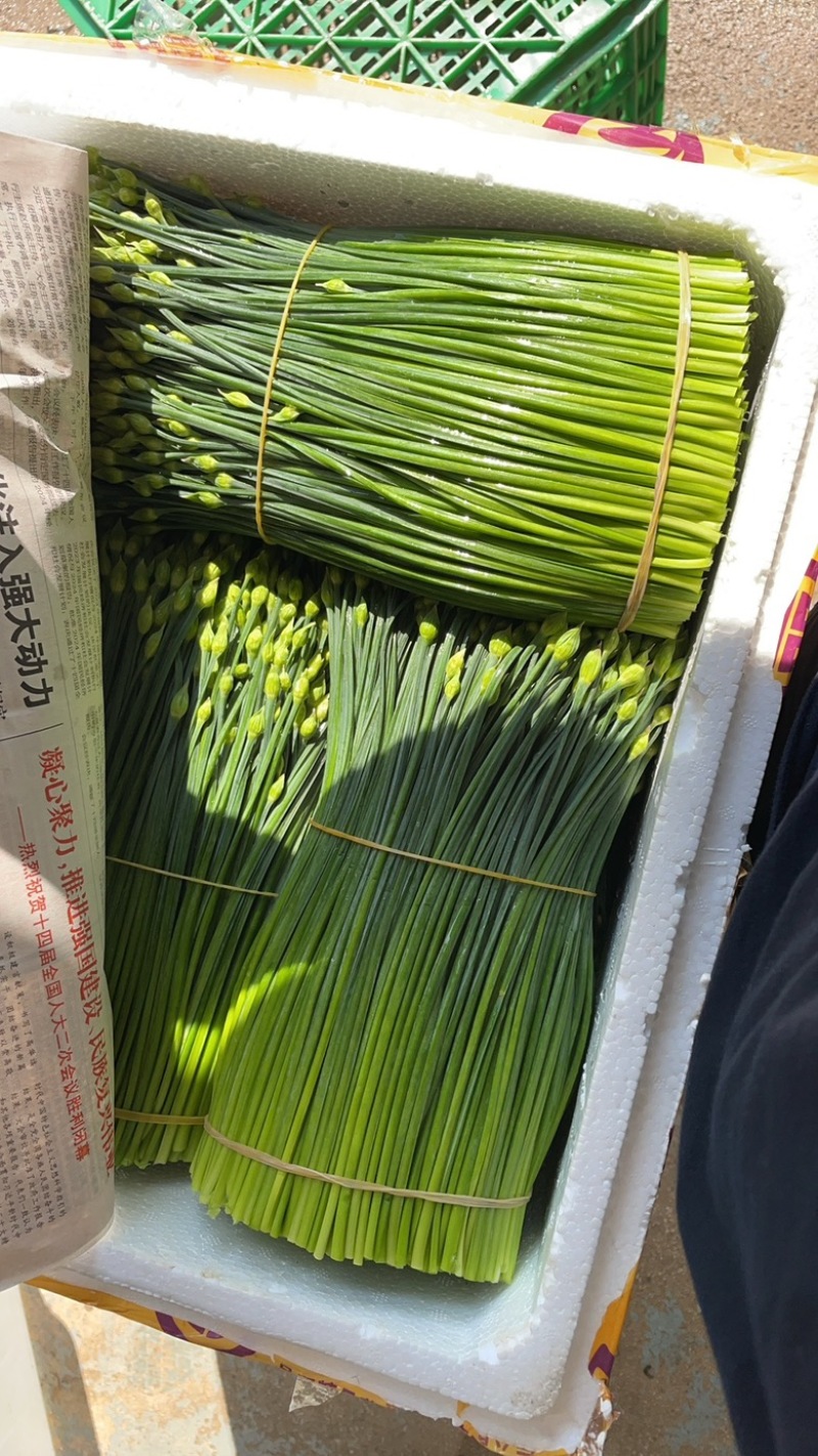 广西基地直发新鲜韭苔一手资源保障品质对接全国