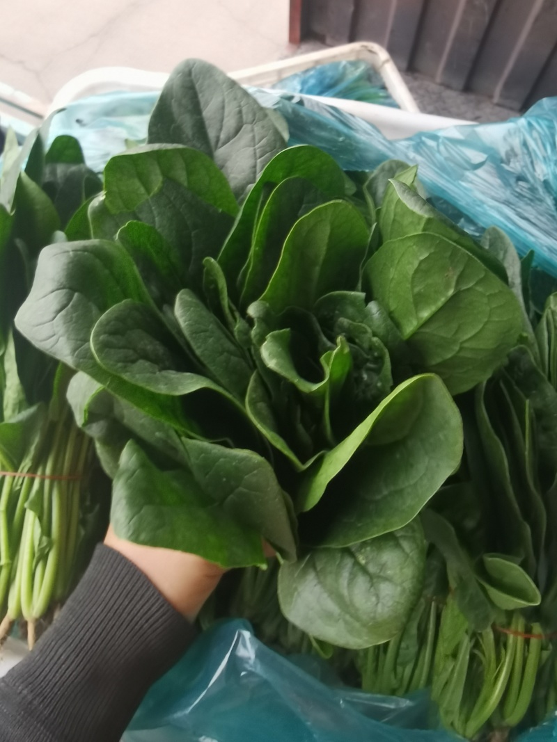 南通精品菠菜！规格齐全，产地直发量大从优！欢迎来电咨询！
