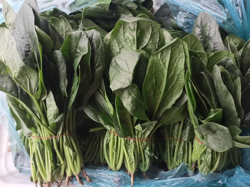 南通精品菠菜！规格齐全，产地直发量大从优！欢迎来电咨询！