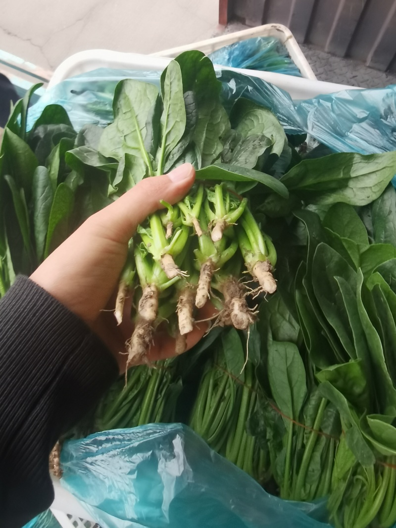 南通精品菠菜！规格齐全，产地直发量大从优！欢迎来电咨询！