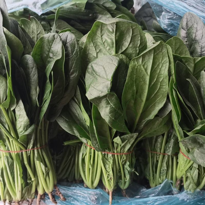 南通精品菠菜！规格齐全，产地直发量大从优！欢迎来电咨询！
