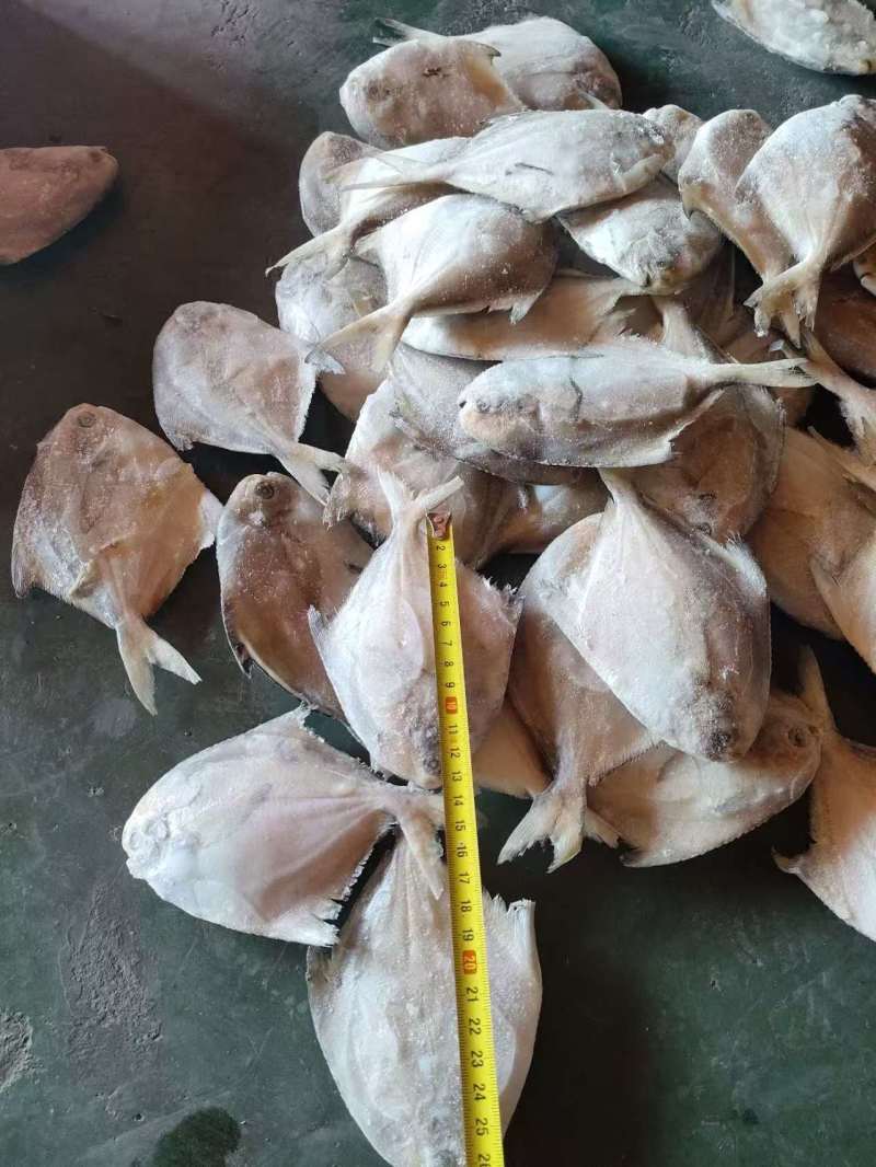 单冻鲳鱼1/2两，2/4两，3/5两，4/6两，6/9两