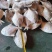 单冻鲳鱼1/2两，2/4两，3/5两，4/6两，6/9两