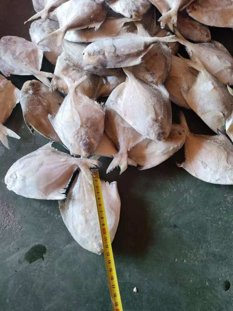 单冻鲳鱼1/2两，2/4两，3/5两，4/6两，6/9两