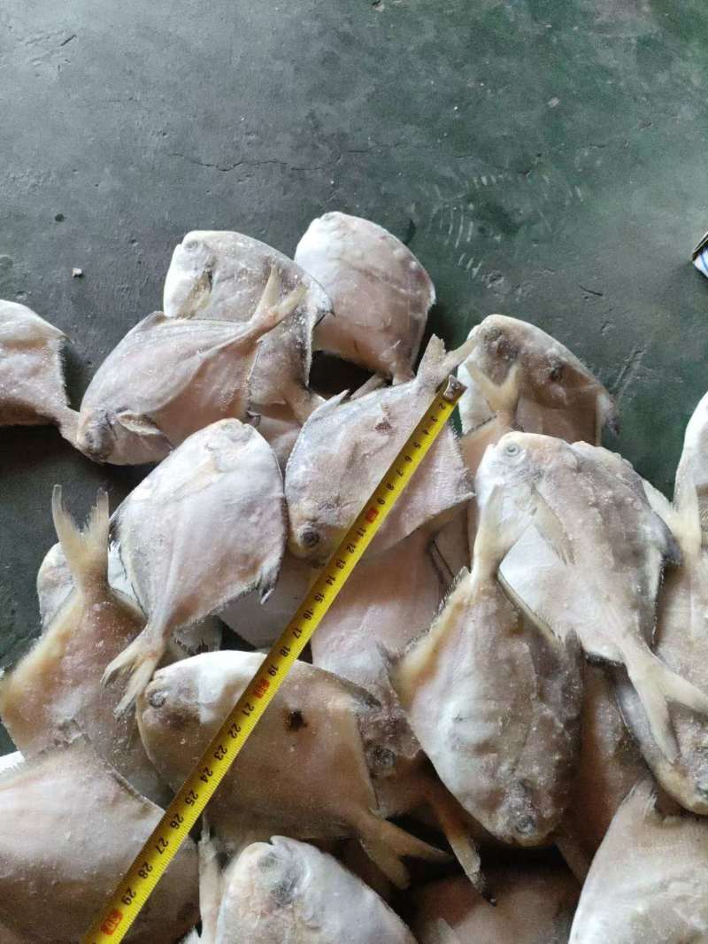 单冻鲳鱼1/2两，2/4两，3/5两，4/6两，6/9两