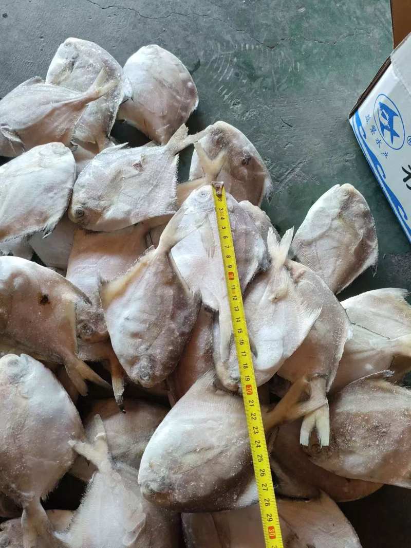 单冻鲳鱼1/2两，2/4两，3/5两，4/6两，6/9两