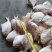 单冻鲳鱼1/2两，2/4两，3/5两，4/6两，6/9两